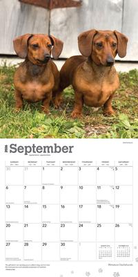 Show full view: Dachshunds, Miniature 2026 Square Flap Wall Calendar slide 4 of 4