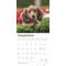 Show in main carousel: Dachshund Puppies 2026 Square Flap Wall Calendar slide 4 of 4