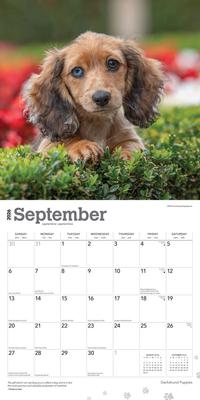 Show full view: Dachshund Puppies 2026 Square Flap Wall Calendar slide 4 of 4