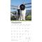 Show in main carousel: Newfoundlands 2026 Square Flap Wall Calendar slide 4 of 4