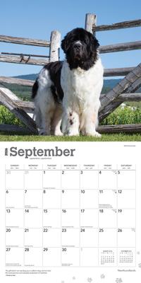 Show full view: Newfoundlands 2026 Square Flap Wall Calendar slide 4 of 4