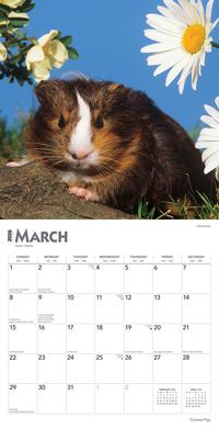 Show full view: Guinea Pigs 2026 Square Flap Wall Calendar slide 3 of 4
