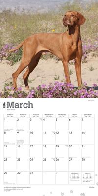 Show full view: Vizslas 2026 Square Flap Wall Calendar slide 3 of 4