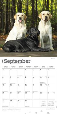 Show full view: Labrador Retrievers 2026 Square Flap Wall Calendar slide 4 of 4