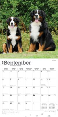 Show full view: Bernese Mountain Dogs 2026 Square Flap Wall Calendar slide 4 of 4