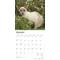 Show in main carousel: Siamese Cats 2026 Square Flap Wall Calendar slide 3 of 4