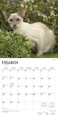Show full view: Siamese Cats 2026 Square Flap Wall Calendar slide 3 of 4