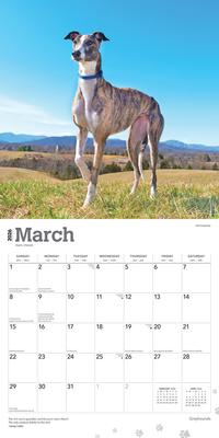 Show full view: Greyhounds 2026 Square Flap Wall Calendar slide 3 of 4