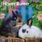 Show in main carousel: Honey Bunny 2026 Square Flap Wall Calendar slide 1 of 4