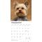 Show in main carousel: Yorkshire Terriers 2026 Square Flap Wall Calendar slide 4 of 4