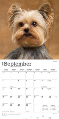 Show full view: Yorkshire Terriers 2026 Square Flap Wall Calendar slide 4 of 4