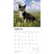 Show in main carousel: Welsh Corgis 2026 Square Flap Wall Calendar slide 3 of 4