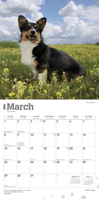 Show full view: Welsh Corgis 2026 Square Flap Wall Calendar slide 3 of 4