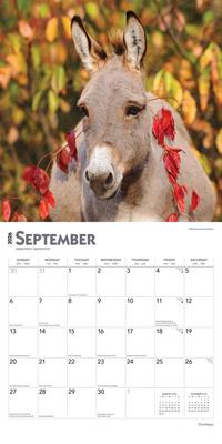 Show full view: Donkeys 2026 Square Flap Wall Calendar slide 4 of 4