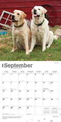 Show full view: Labrador Retrievers, Yellow 2026 Square Flap Wall Calendar slide 4 of 4