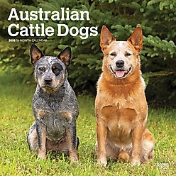 Australian Cattle Dogs 2026 Square Flap Wall Calendar