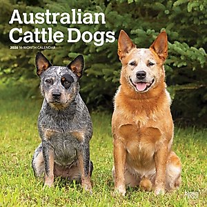 Australian Cattle Dogs 2026 Square Flap Wall Calendar