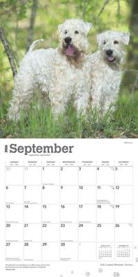 Show full view: Wheaten Terriers, Soft Coated 2026 Square Flap Wall Calendar slide 4 of 4
