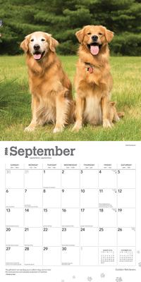 Show full view: Golden Retrievers 2026 Square Flap Foil Wall Calendar slide 4 of 4