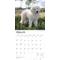 Show in main carousel: Great Pyrenees 2026 Square Flap Wall Calendar slide 3 of 4