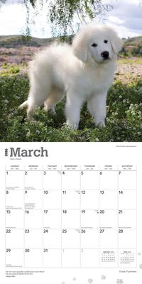 Show full view: Great Pyrenees 2026 Square Flap Wall Calendar slide 3 of 4