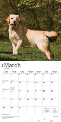 Show full view: Labrador Retrievers, Yellow 2026 Square Flap Wall Calendar slide 3 of 4