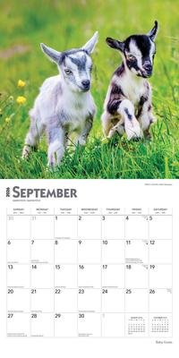 Show full view: Baby Goats 2026 Square Flap Wall Calendar slide 4 of 4