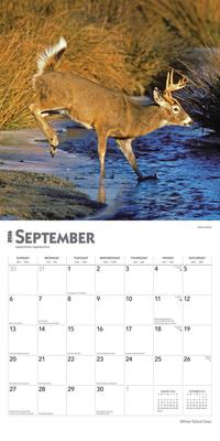 Show full view: White Tailed Deer 2026 Square Flap Wall Calendar slide 4 of 4