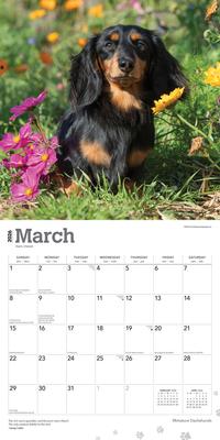 Show full view: Dachshunds, Miniature 2026 Square Flap Wall Calendar slide 3 of 4