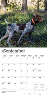 Show full view: German Shorthaired Pointers 2026 Square Flap Wall Calendar slide 4 of 4