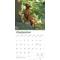 Show in main carousel: Rhodesian Ridgebacks 2026 Square Flap Wall Calendar slide 4 of 4