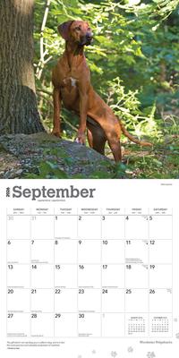 Show full view: Rhodesian Ridgebacks 2026 Square Flap Wall Calendar slide 4 of 4