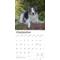 Show in main carousel: Border Collies 2026 Square Flap Wall Calendar slide 4 of 4