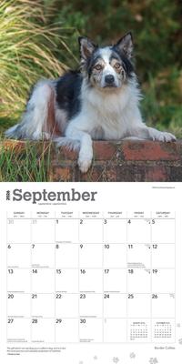 Show full view: Border Collies 2026 Square Flap Wall Calendar slide 4 of 4