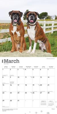 Show full view: Boxers International Edition 2026 Square Flap Wall Calendar slide 3 of 4