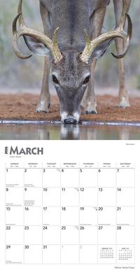 Show full view: White Tailed Deer 2026 Square Flap Wall Calendar slide 3 of 4