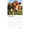 Show in main carousel: Cows 2026 Square Flap Wall Calendar slide 4 of 4