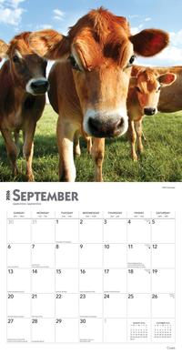 Show full view: Cows 2026 Square Flap Wall Calendar slide 4 of 4