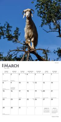 Show full view: Goats in Trees 2026 Square Flap Wall Calendar slide 3 of 4