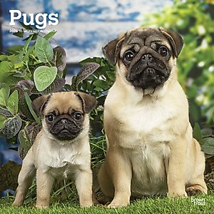 Pugs 2026 Square Flap Wall Calendar