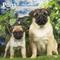 Show in main carousel: Pugs 2026 Square Flap Wall Calendar slide 1 of 4