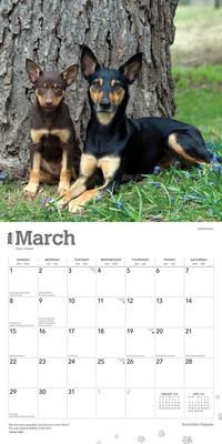 Show full view: Australian Kelpies 2026 Square Flap Wall Calendar slide 3 of 4
