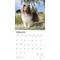 Show in main carousel: Shetland Sheepdogs 2026 Square Flap Wall Calendar slide 3 of 4