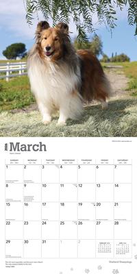 Show full view: Shetland Sheepdogs 2026 Square Flap Wall Calendar slide 3 of 4
