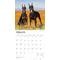 Show in main carousel: Dobermans 2026 Square Flap Wall Calendar slide 3 of 4