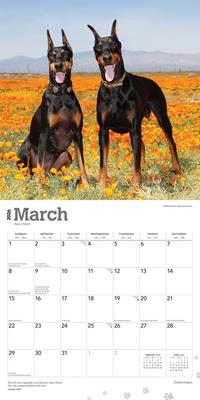 Show full view: Dobermans 2026 Square Flap Wall Calendar slide 3 of 4