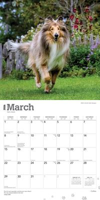 Show full view: Collies 2026 Square Flap Wall Calendar slide 3 of 4