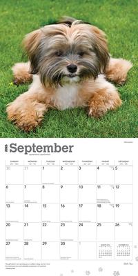 Show full view: Shih Tzu 2026 Square Flap Wall Calendar slide 4 of 4