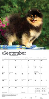Show full view: Pomeranians 2026 Square Flap Wall Calendar slide 4 of 4