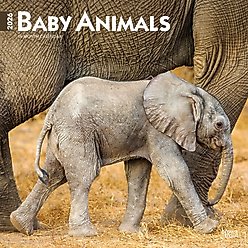 Baby Animals 2026 Square Flap Wall Calendar